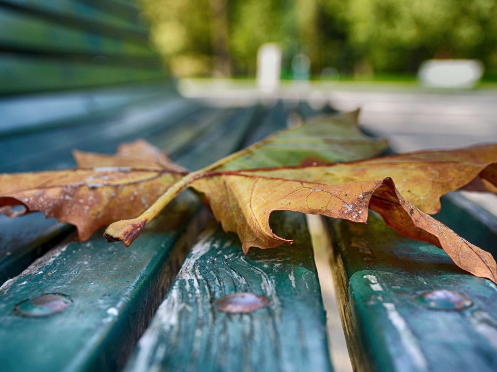 Кленовый лист на скамейке