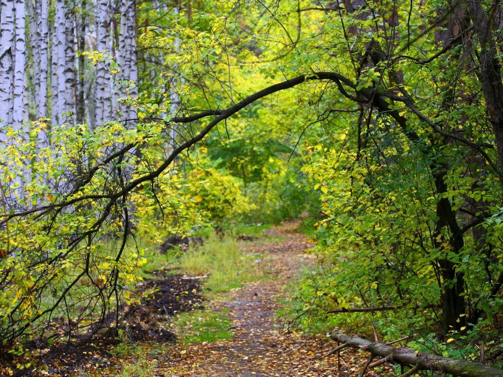 Path in the autumn birch forest