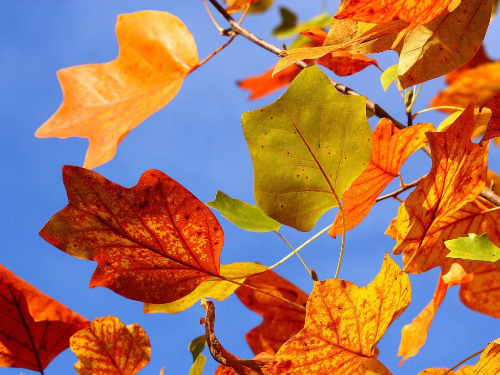 Осенние листья на ветру HD