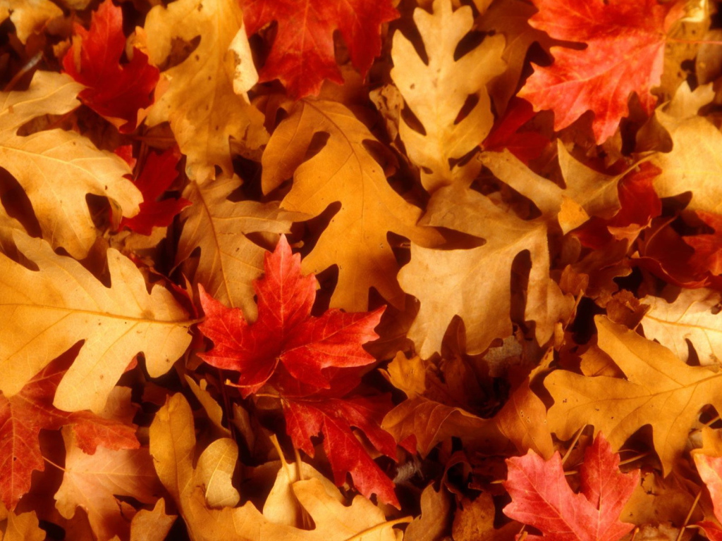 Листья осенью красные и оранжевые