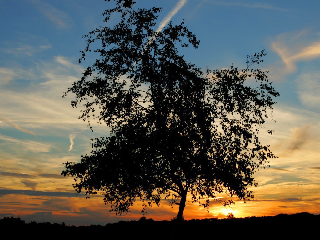 Одинокое дерево на закате