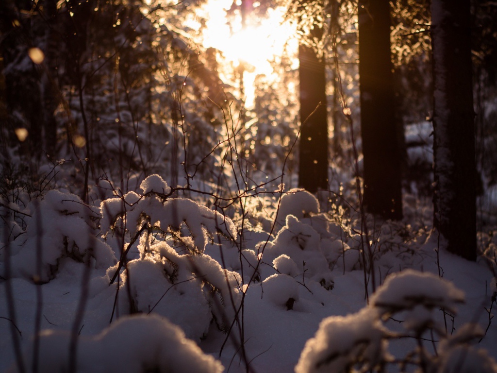 Закат в заснеженном лесу