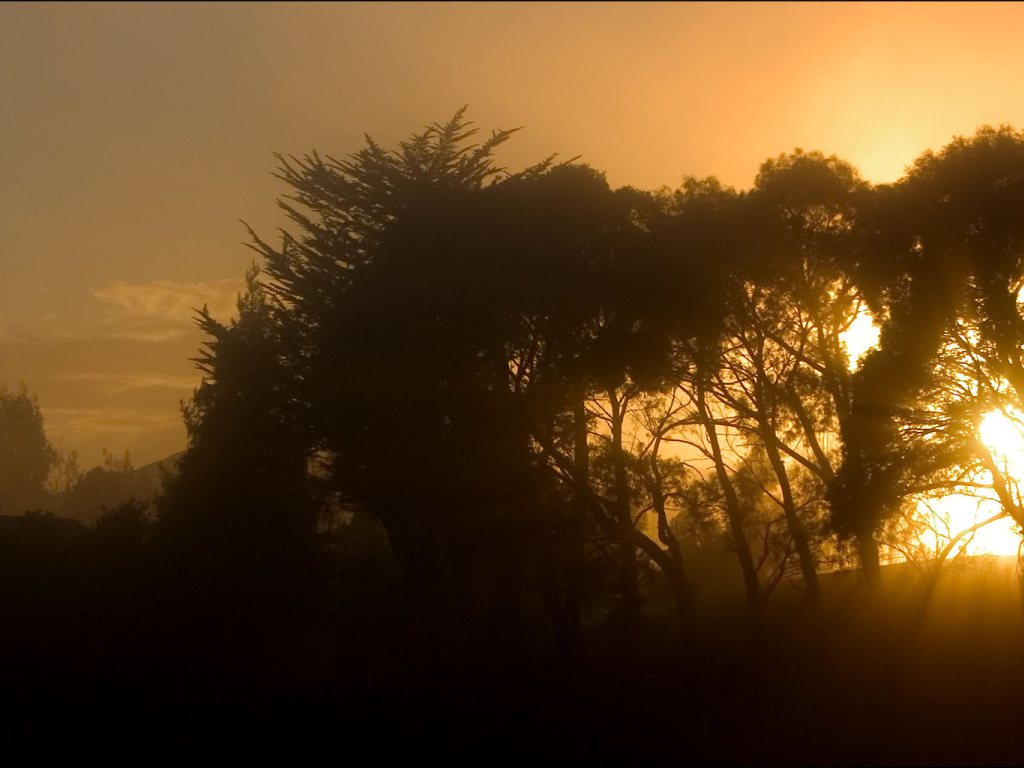 Лучи солнца сквозь деревья