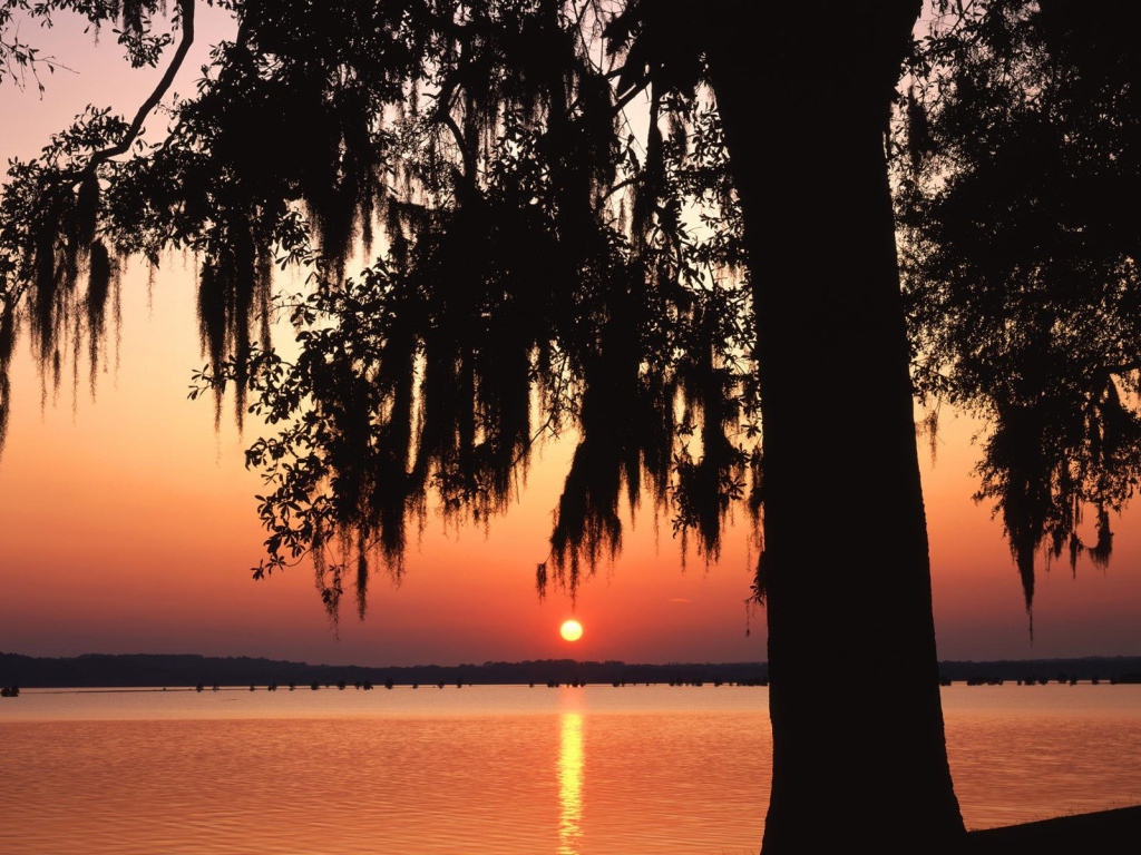 Темное дерево на фоне заката