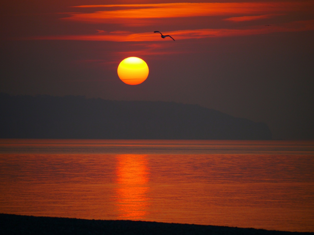 Закат над морем с птицей