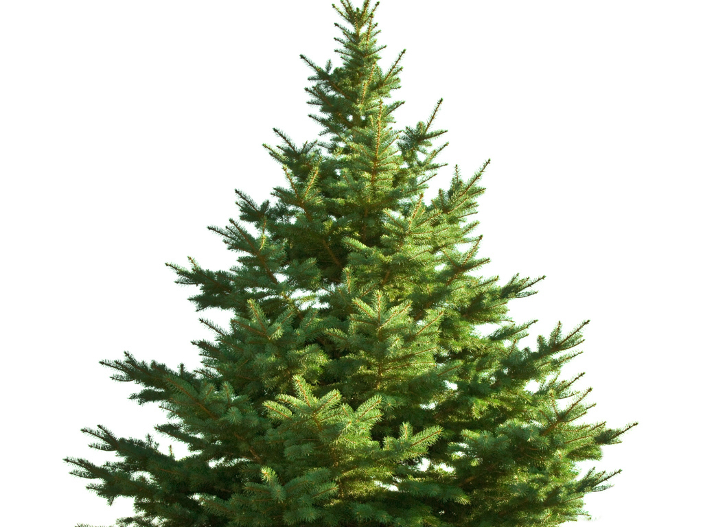 Новогодняя елка без украшений