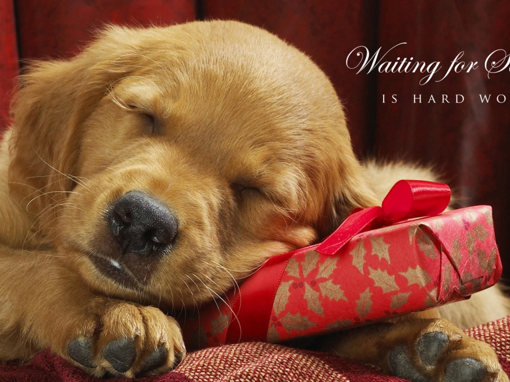 Ждать Деда Мороза - тяжёлый труд