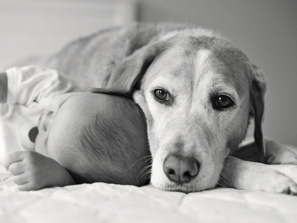 Собака спит с ребенком