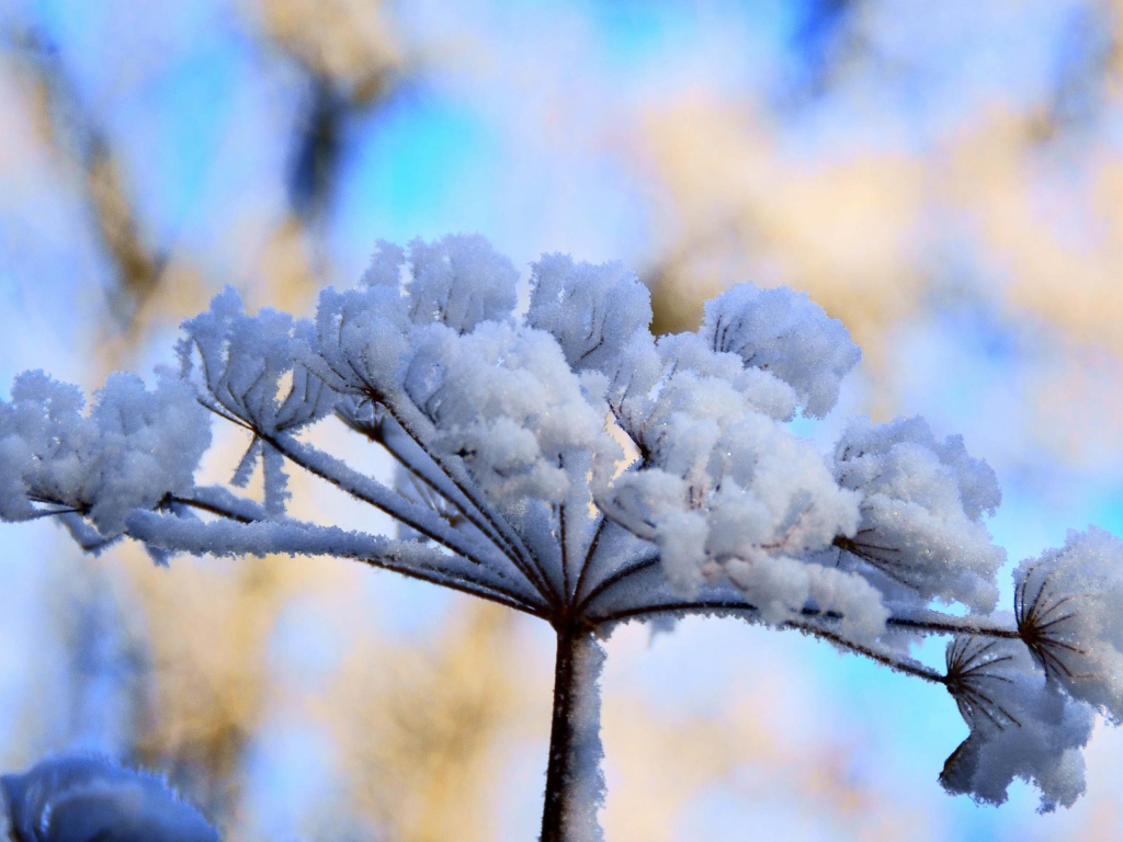 Снежный цветок