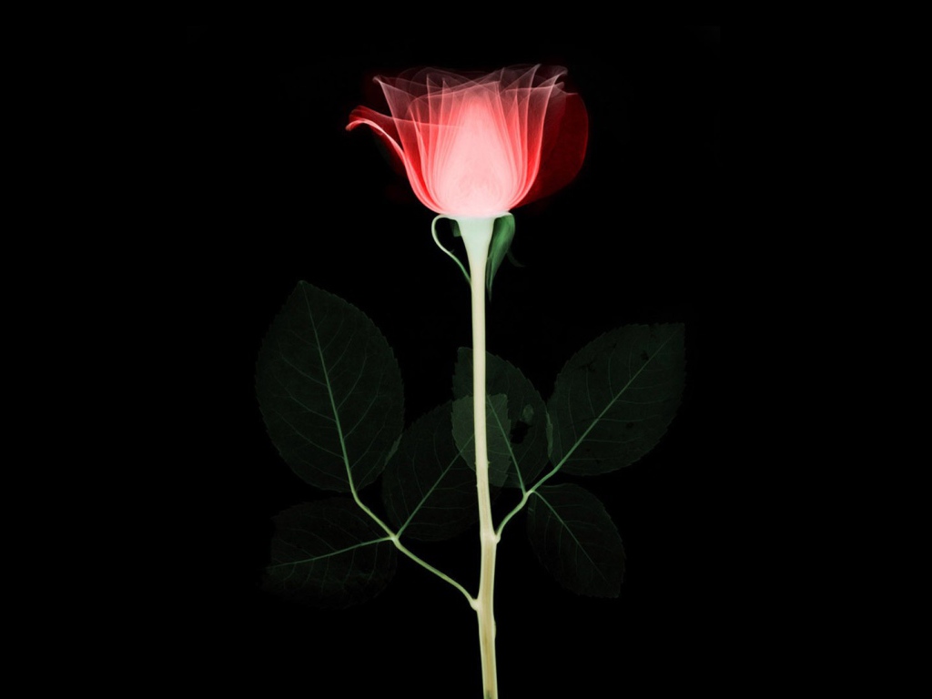 Абстрактная роза