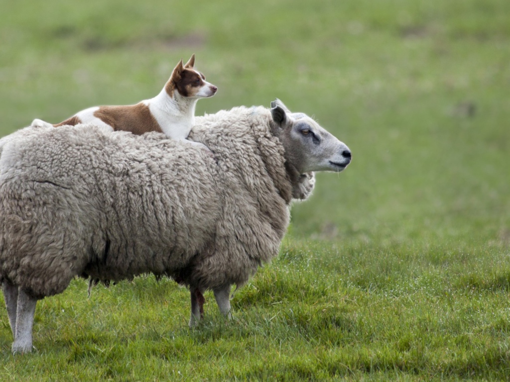 Собака на овце