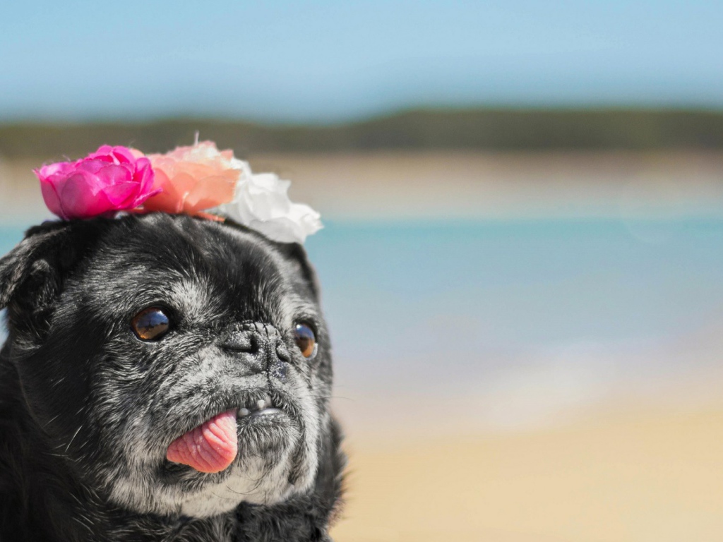 Корона из цветов у собаки