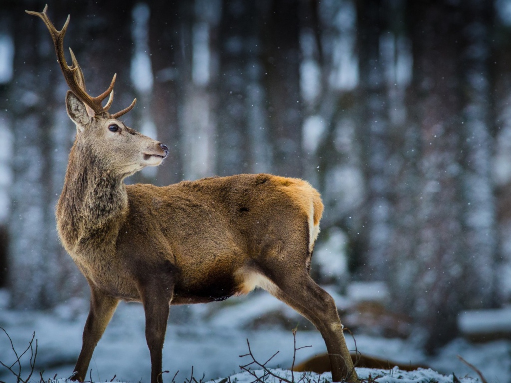 Oлень в зимнем лесу