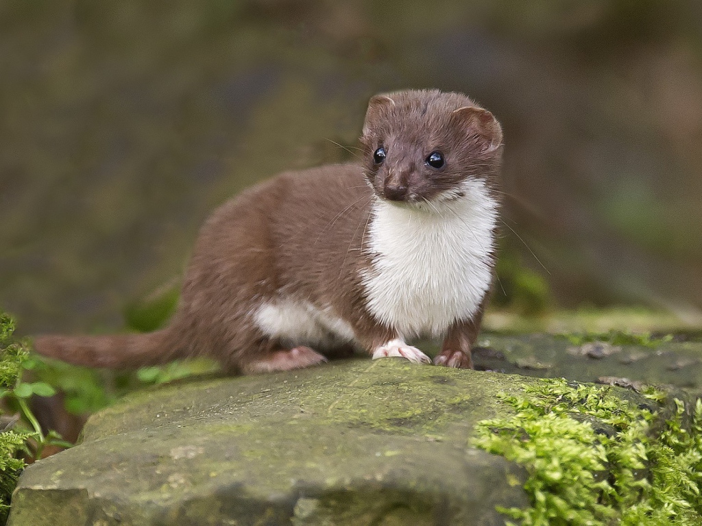 Забавный горностай