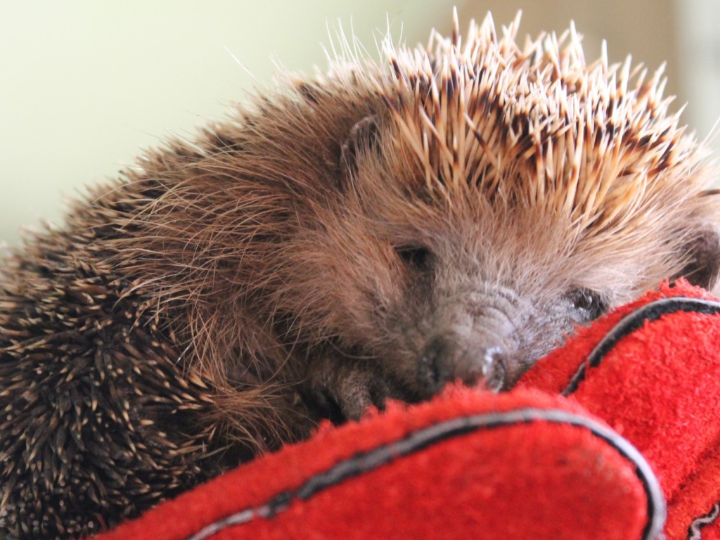 Нежный ёжик