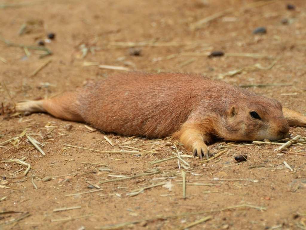 Cуслик отдыхающий