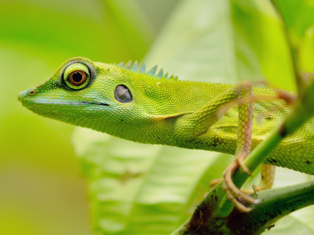 Зеленый зверь в джунглях