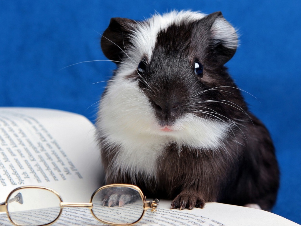 Хомячок с книгой 