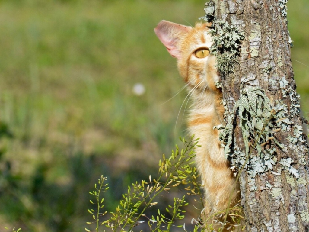 Котенок прячется за деревом