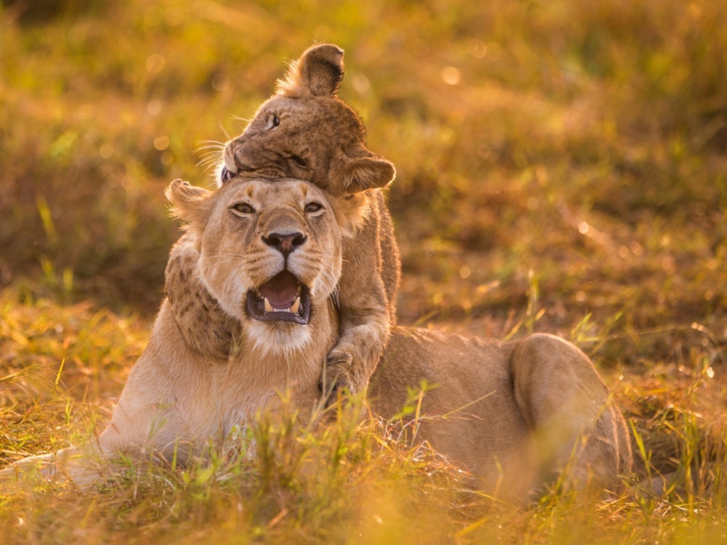 Львица и детёныш на травке