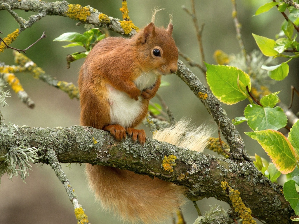 Белка сидит на ветке