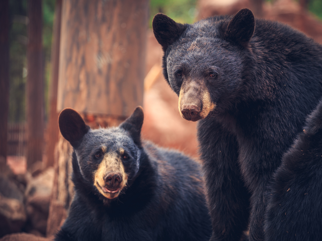 Два медведя среди деревьев