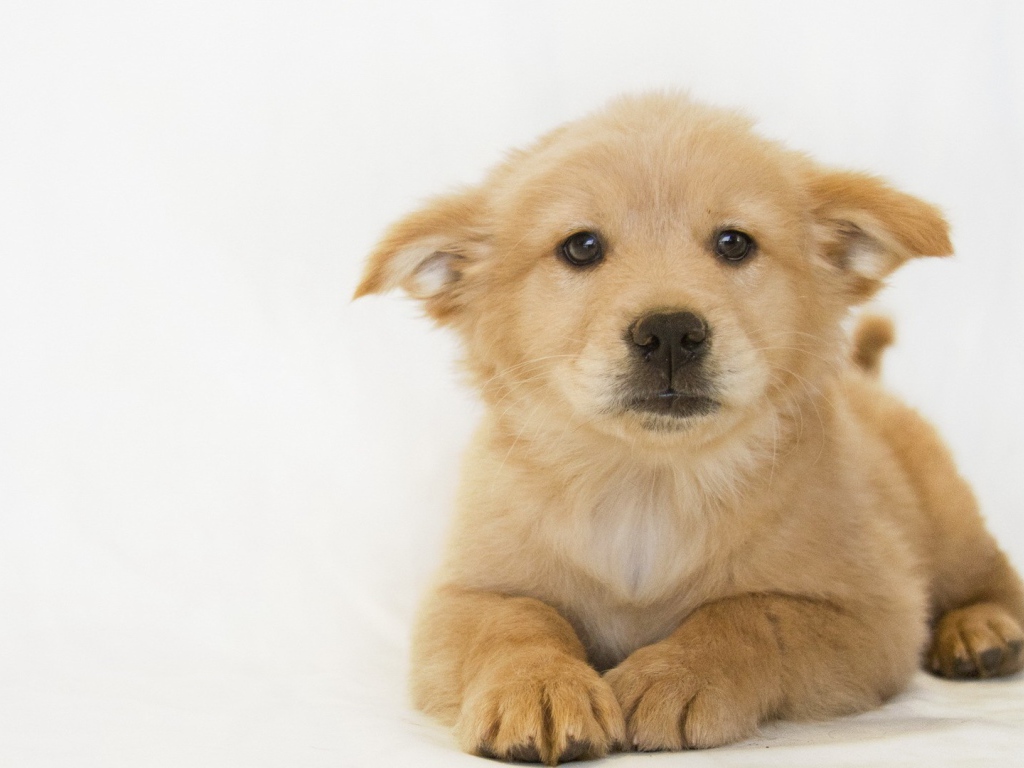 Белый щенок