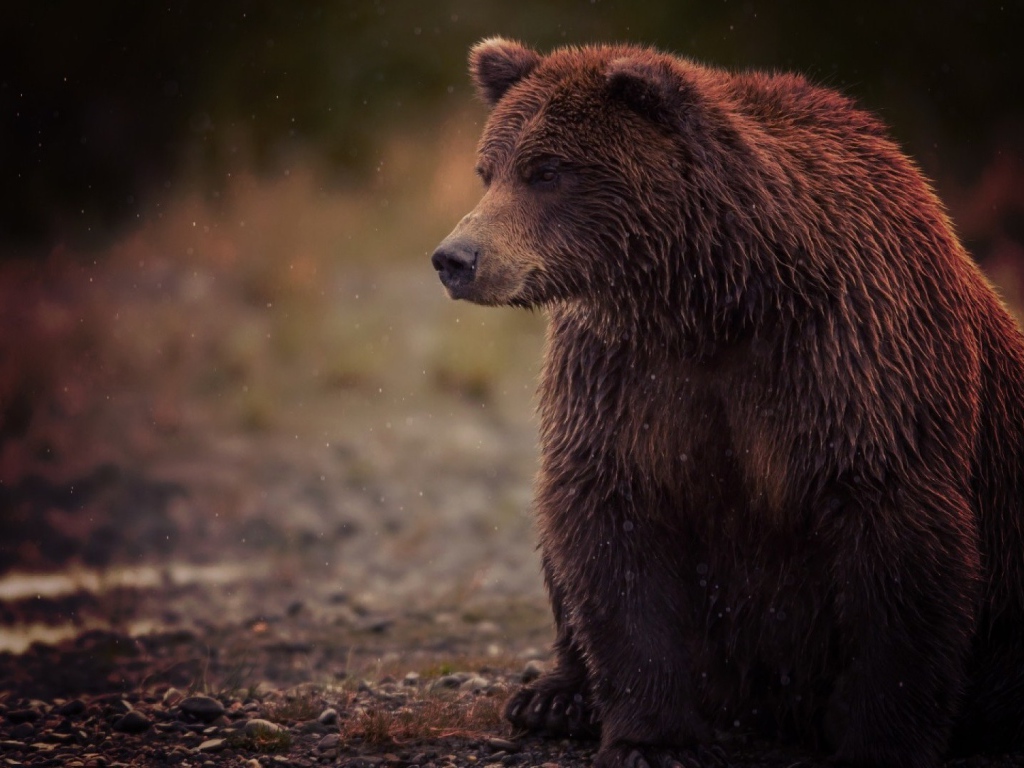 Медведь и туман