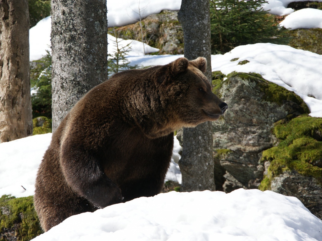 Медведь проснулся весной