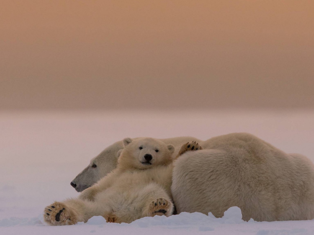 Белые медведи на снегу