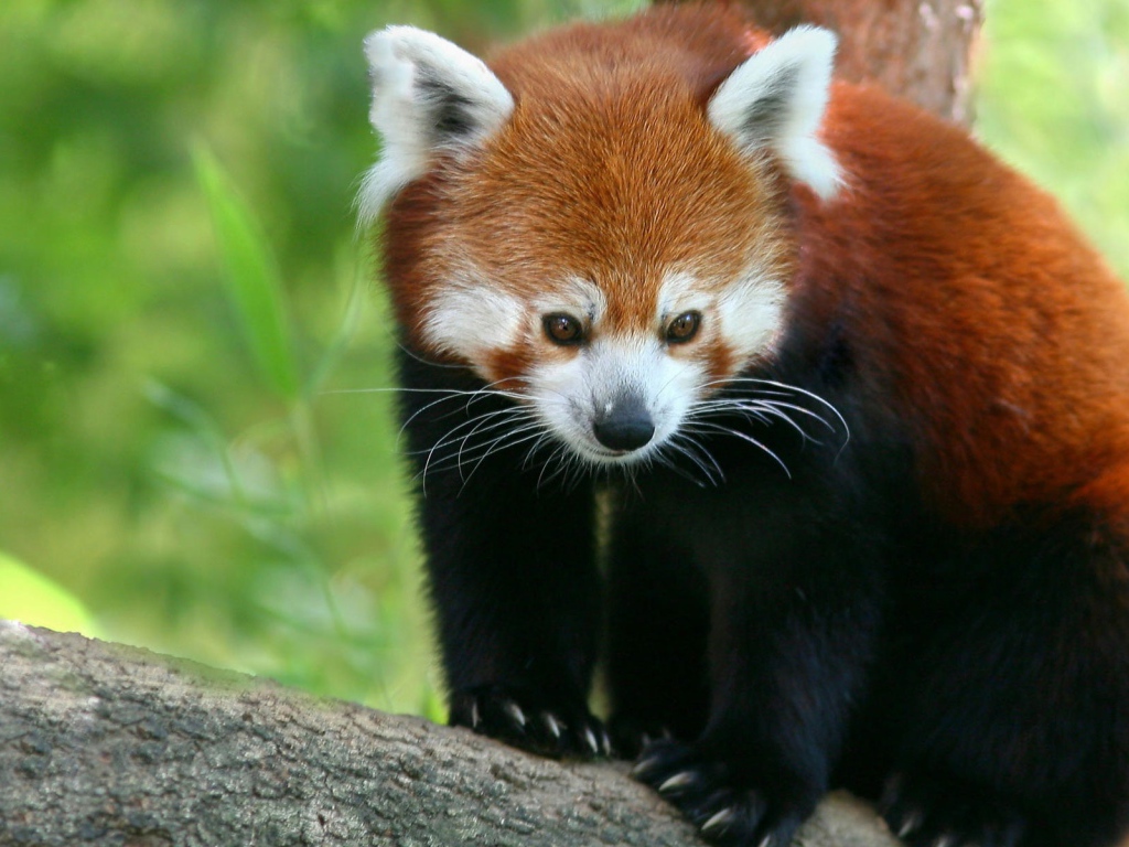 Красная панда