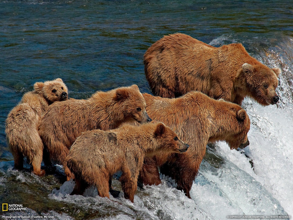 The family of bears fishing