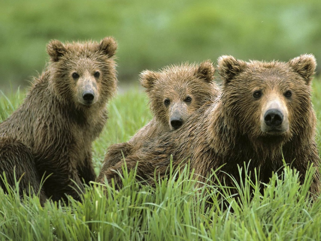 Семья бурых медведей