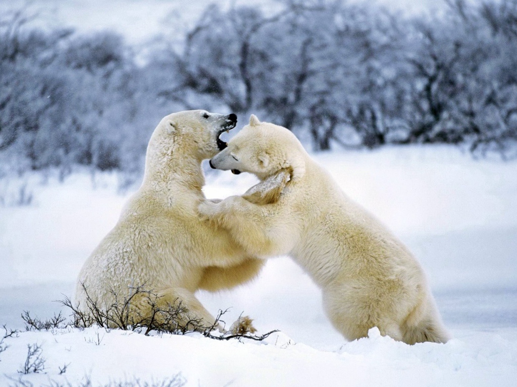 Борьба белых медведей