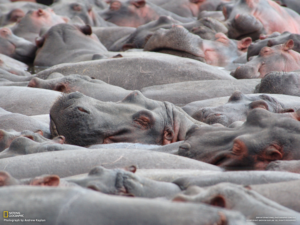 Стадо бегемотов
