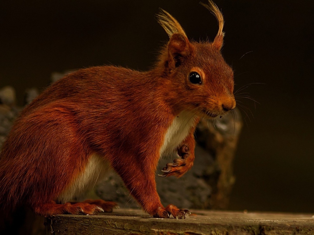 Забавная белка