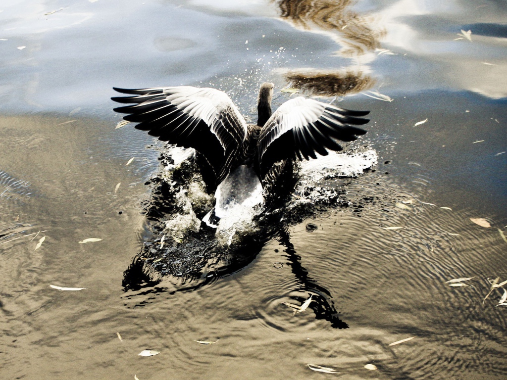 Птица взлетает с воды