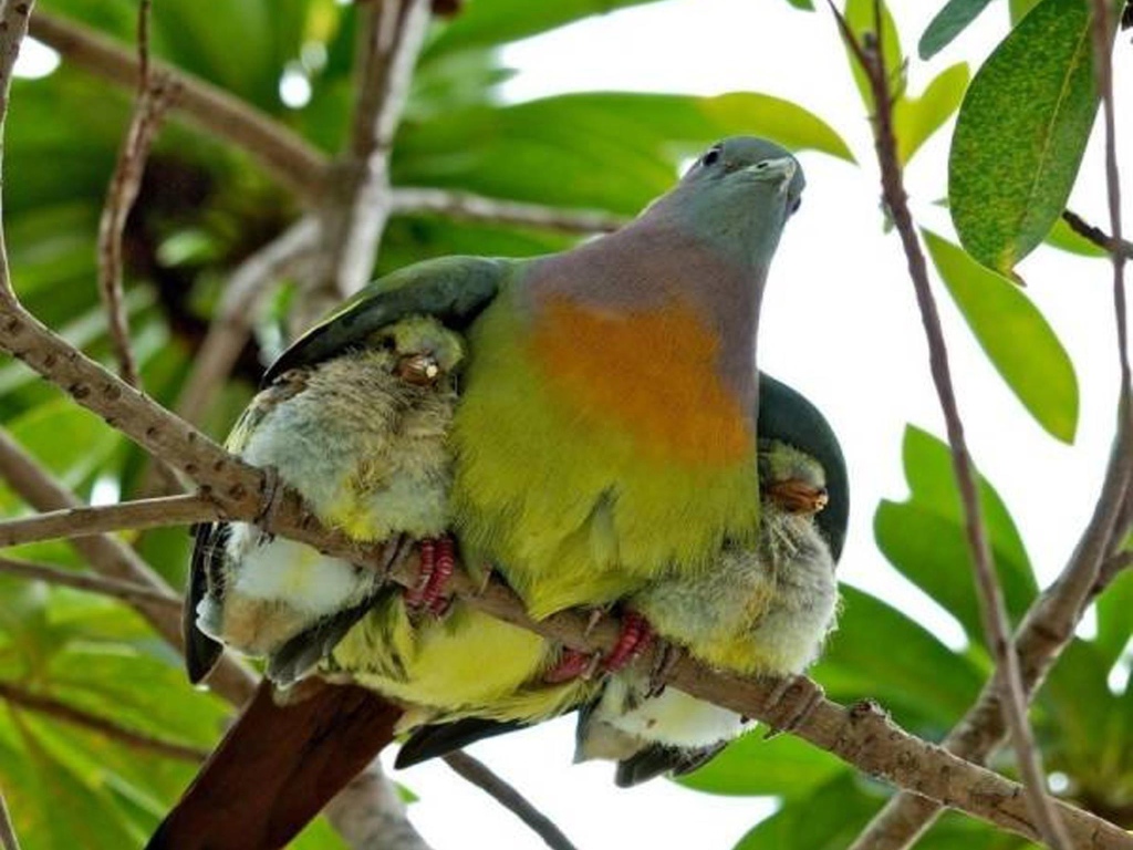 Птица прикрыла птенцов