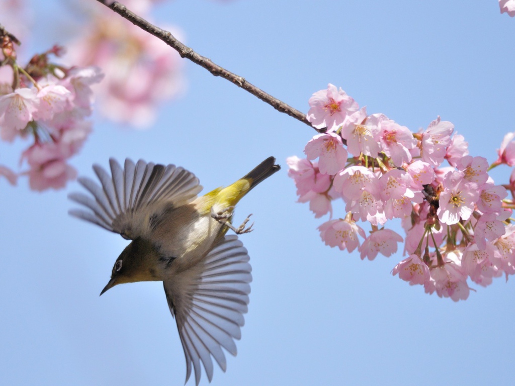 Птица у цветов