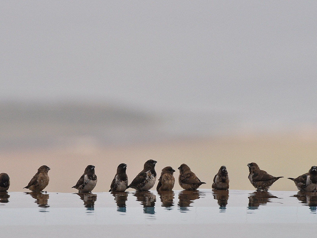Птицы купаются