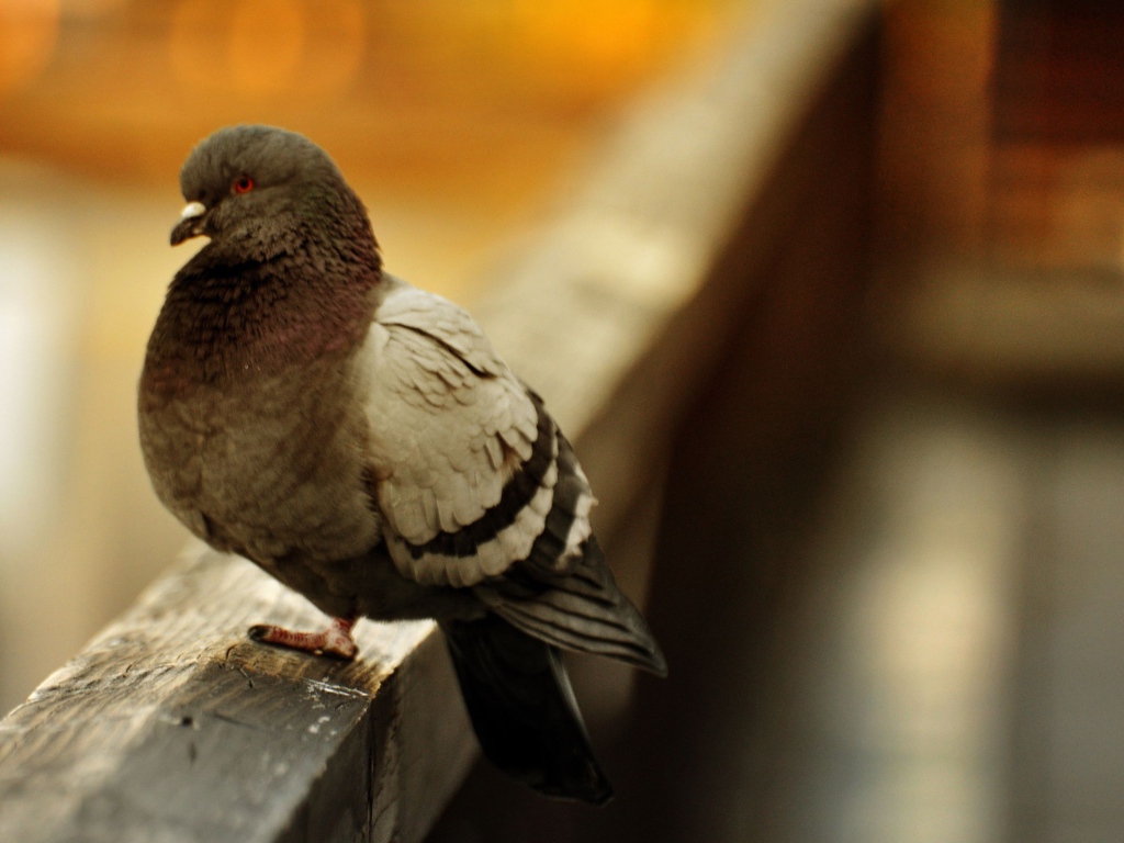 Отчаянная птица