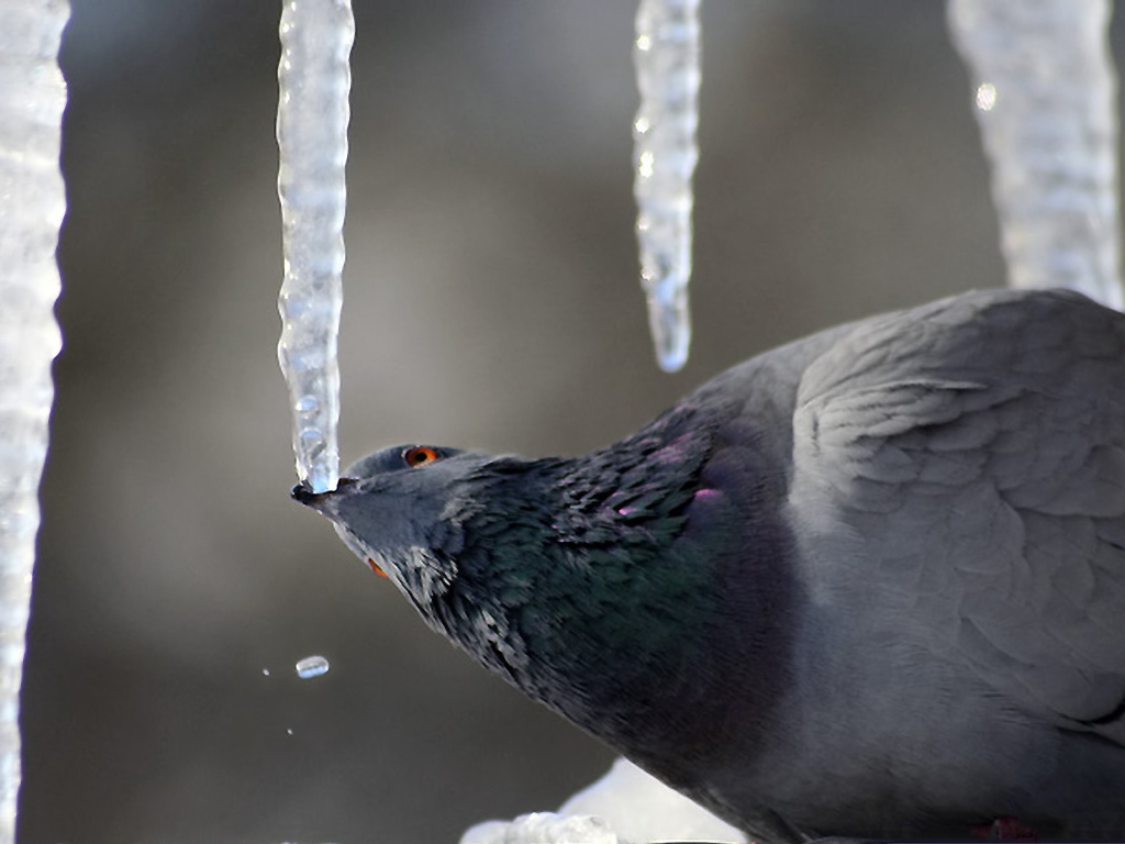 Голубь клюёт сосульку