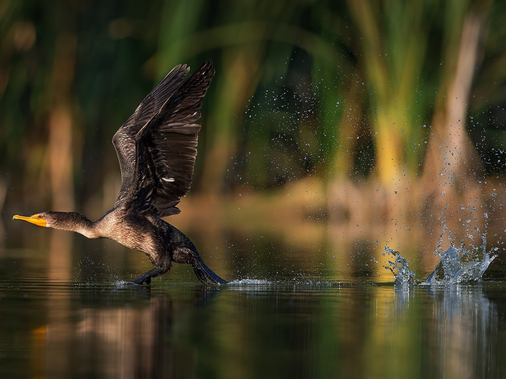 Утка взлетает с воды