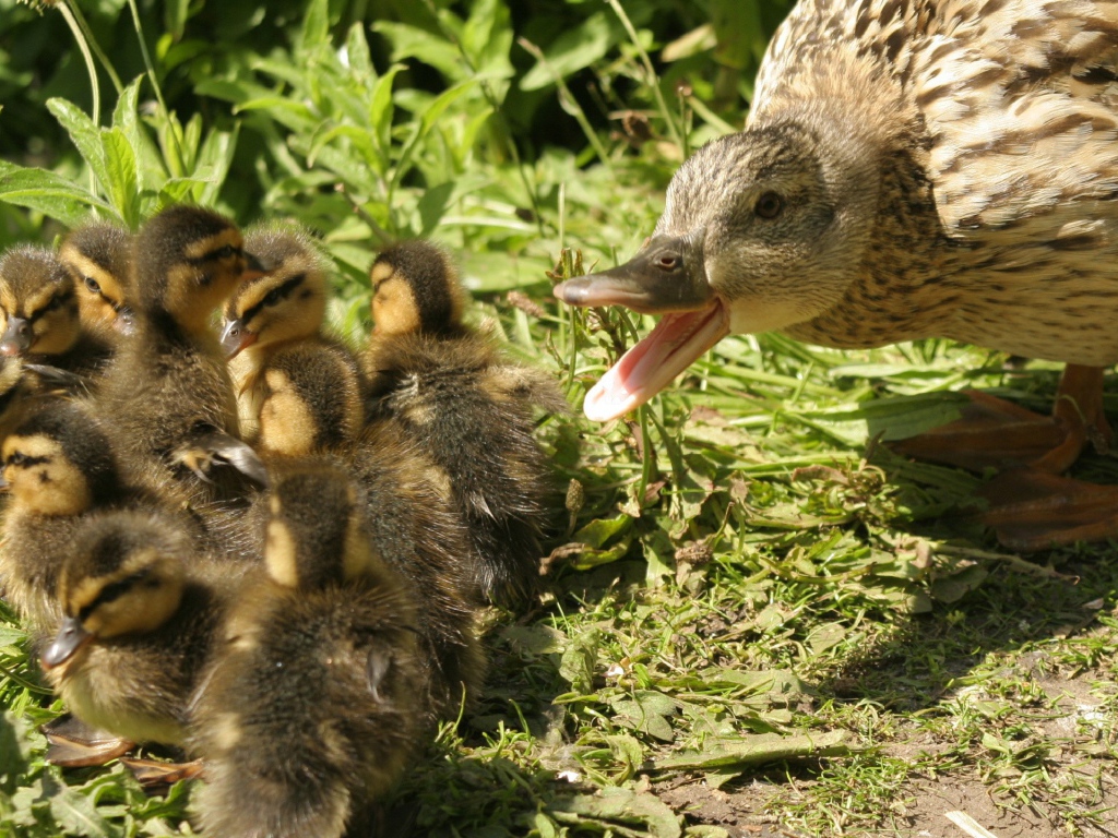 Утка с утятами