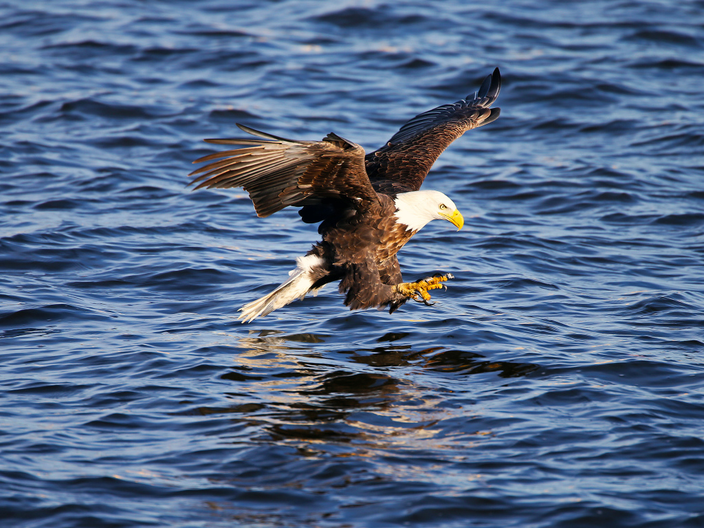 Орёл ловит рыбу