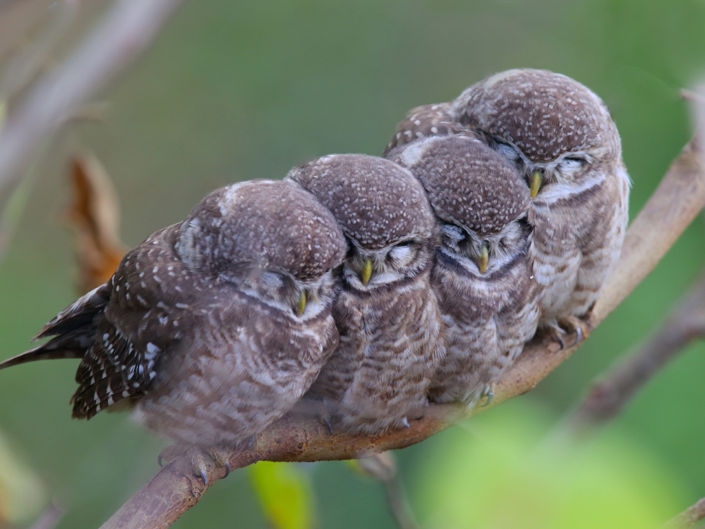 Семья сов на ветке