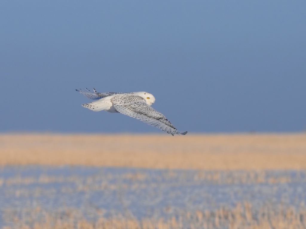 Полет полярной совы