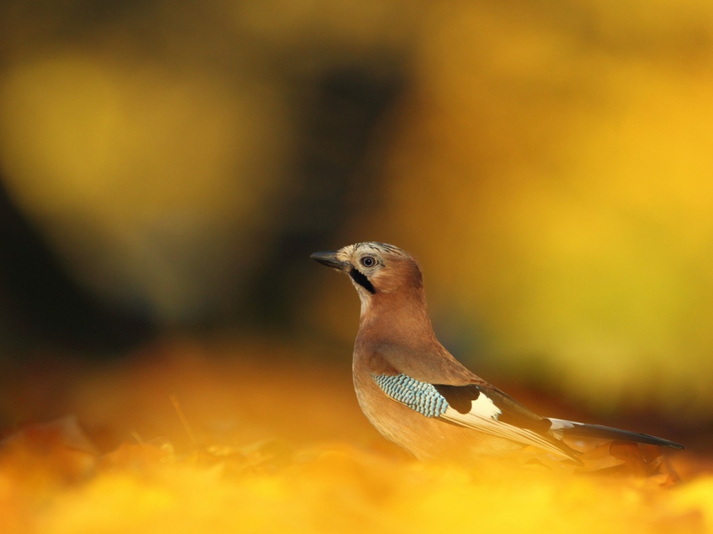 Сойка в осеннем лесу