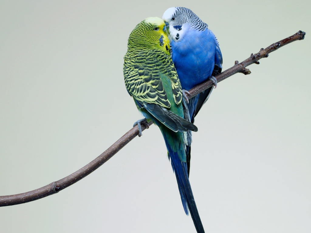 Поцелуй попугаев