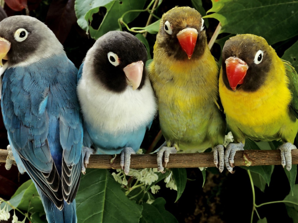 Любящие птички